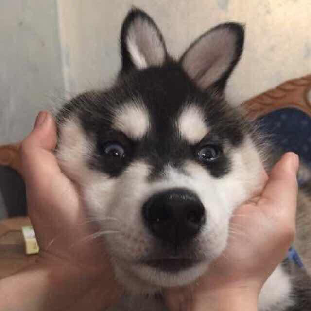三十六贱笑
